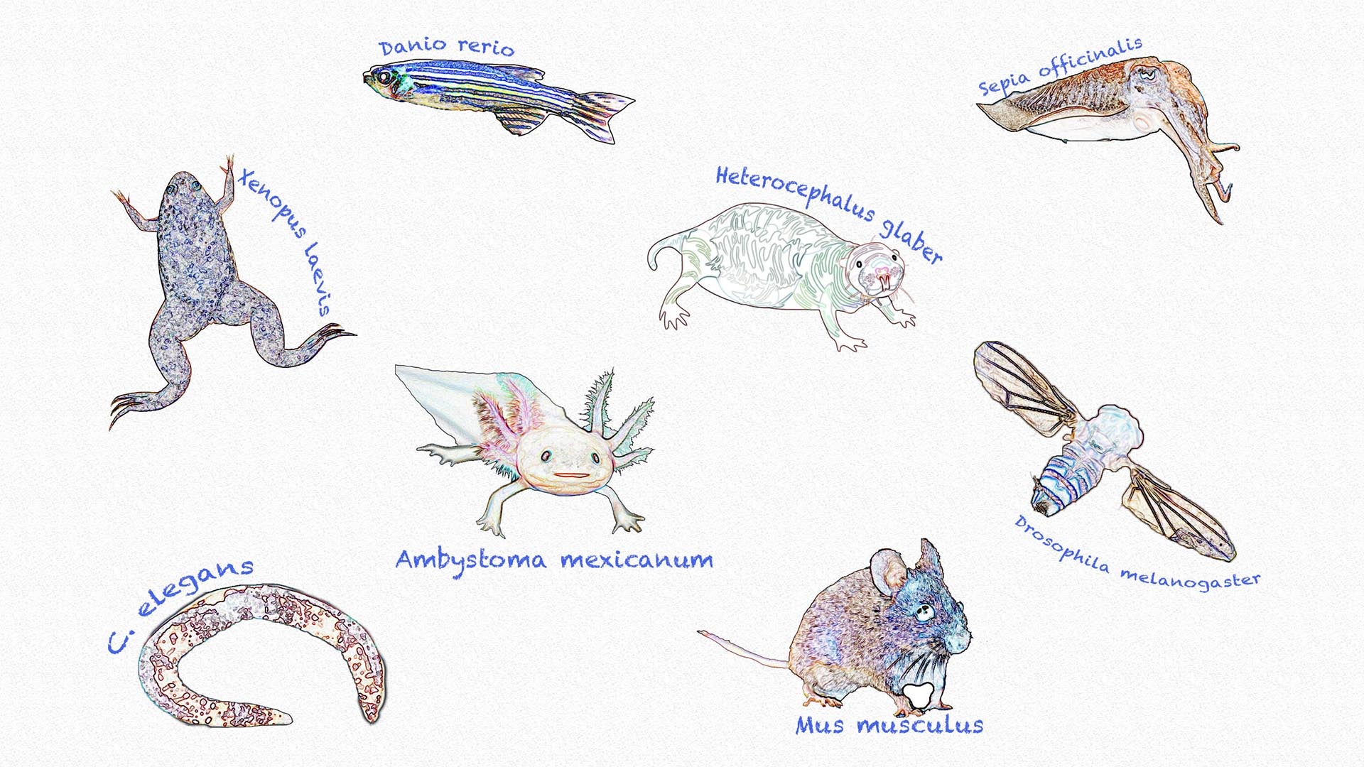 Image of model organisms used in research