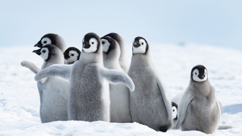 Photo of penguins