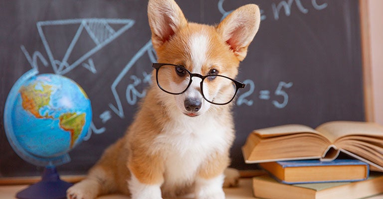 Photo of a welsh corgi wearing glasses in a classroom