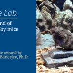 image of the video slide for The sound of music by mice