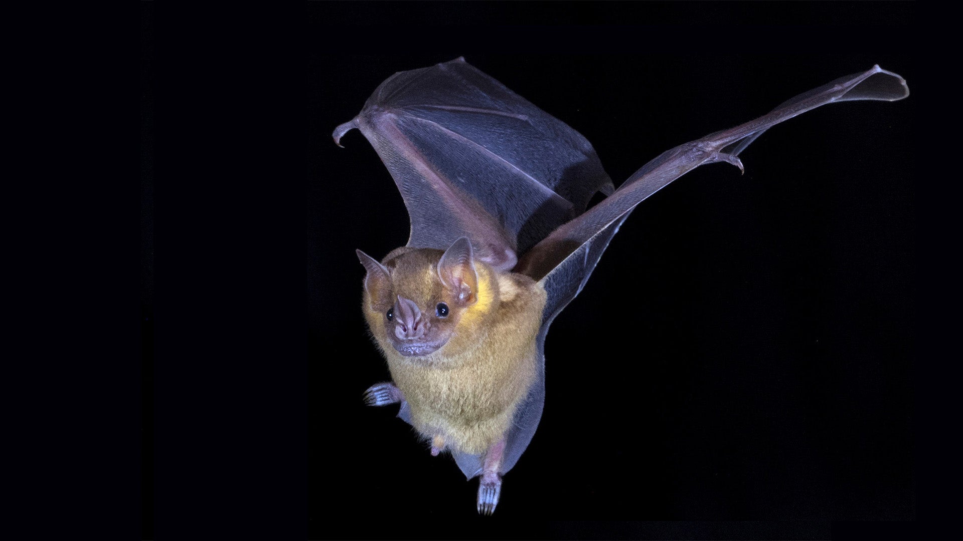 image of a Artibeus jamaicensis bat in flight
