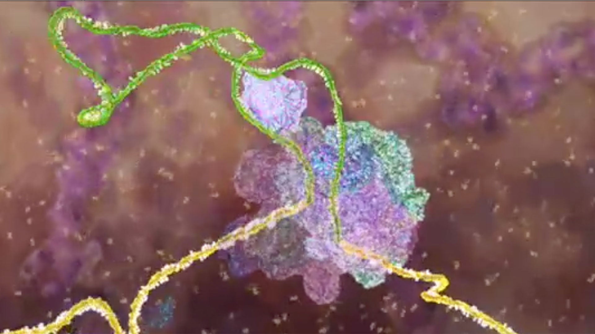 image still from the DNALC 3D animation of RNA splicing