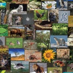 collage image of animals and plants