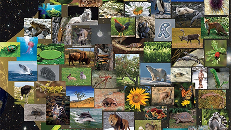 collage image of animals and plants