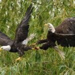 Photo of bald eagles battling