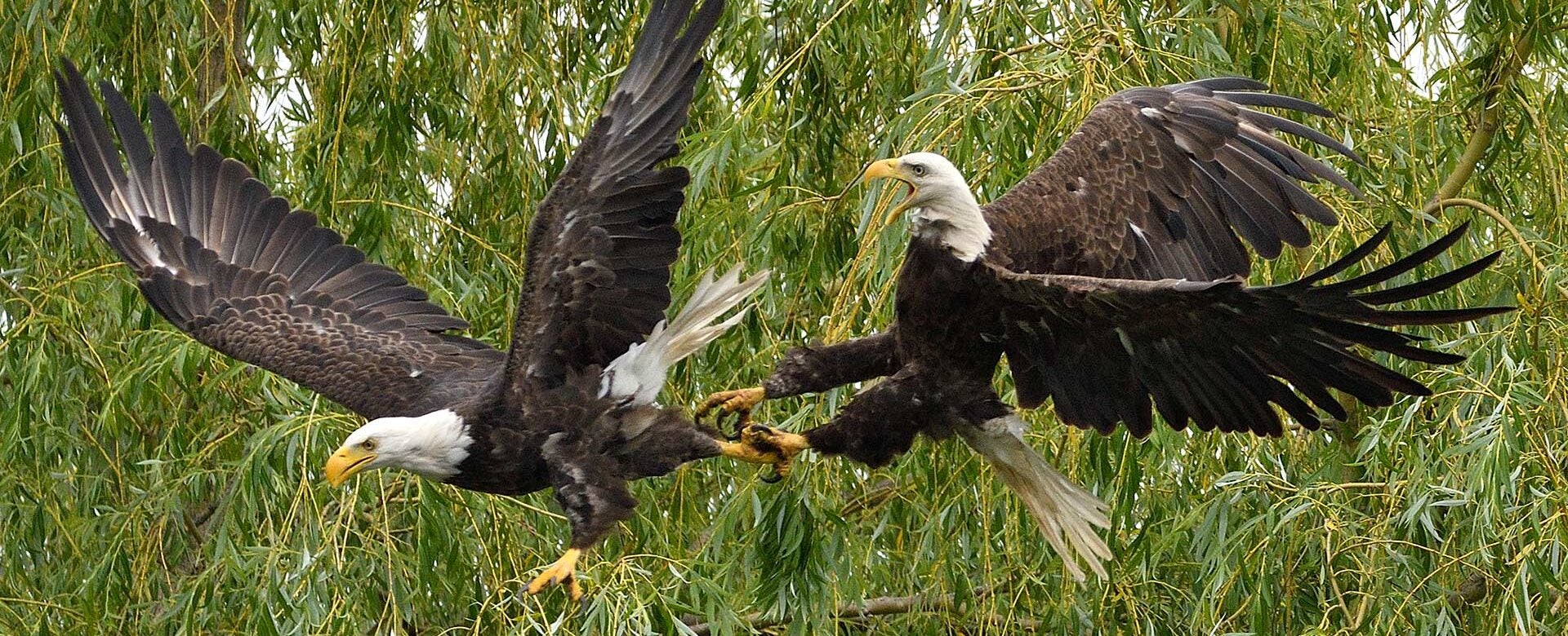 Photo of bald eagles battling