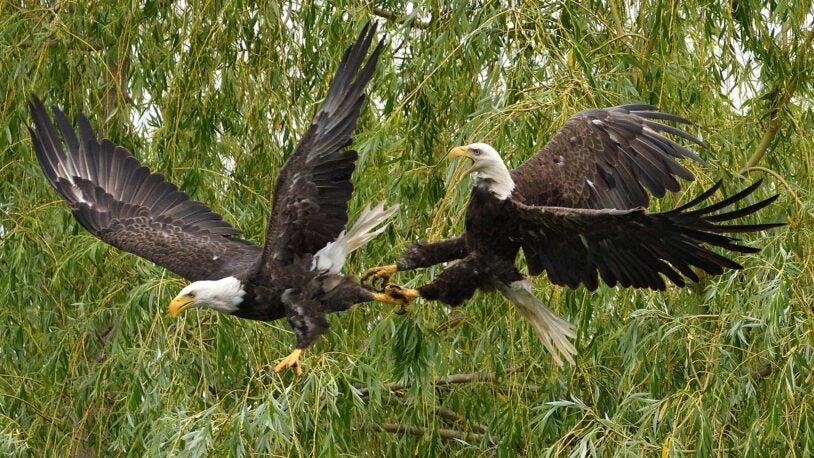 Photo of bald eagles battling
