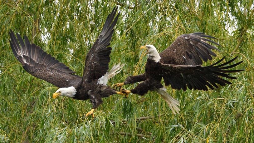 Bald eagles fight in flight