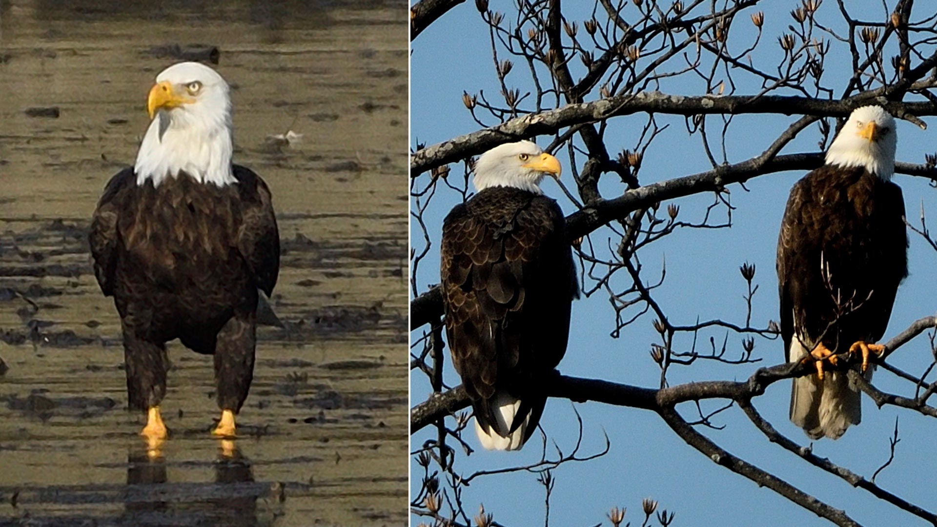 Image of bald eagle photos