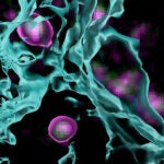 image of oligodendrocyte precursor cells