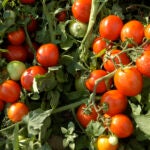 Uplands Farm tomatoes