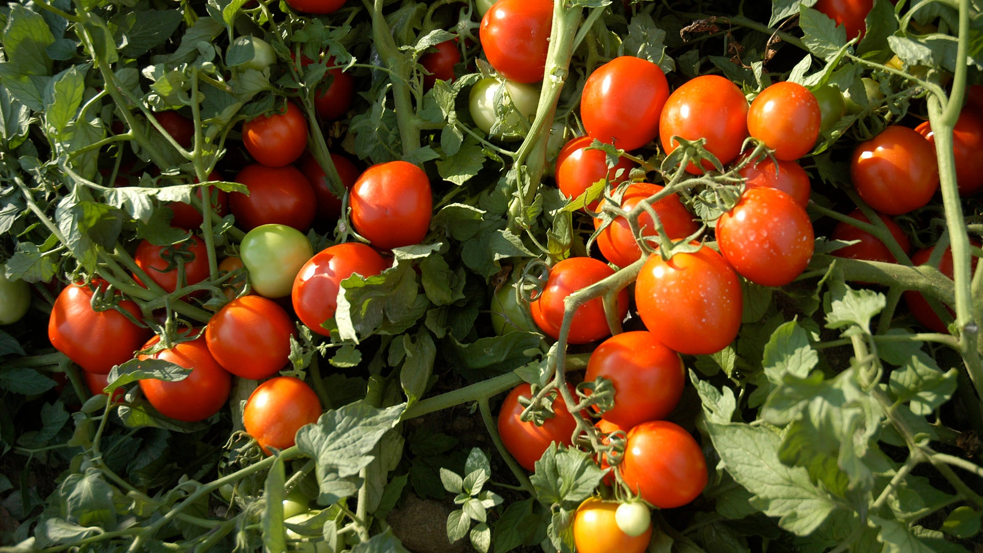 Uplands Farm tomatoes