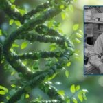image of Rob Martienssen overlaid on a DNA strand made from plant stems and leaves