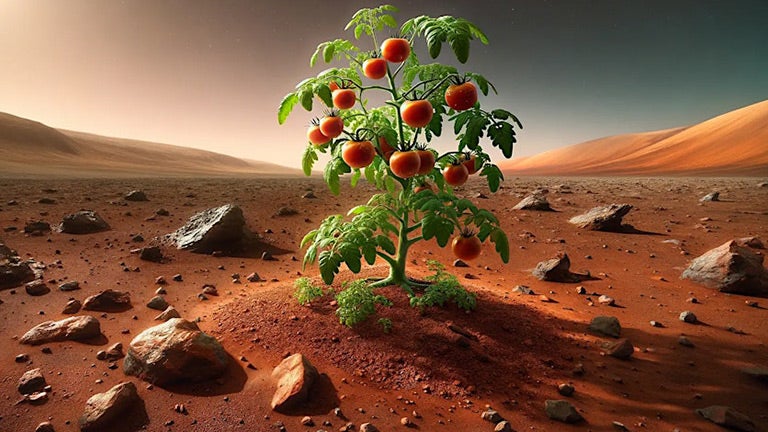 image of a tomato plant on an alien planet