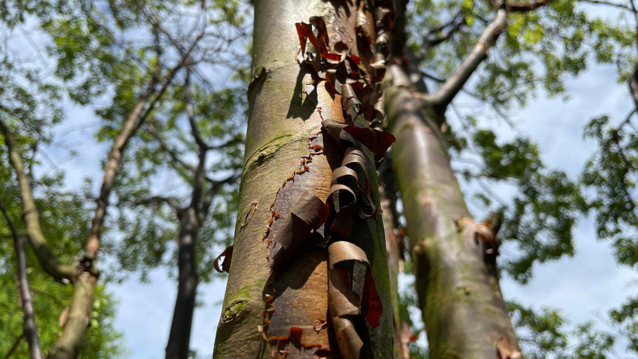 image of Acer Griseum or the paperbark maple tree