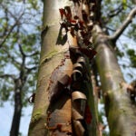 image of Acer Griseum or the paperbark maple tree