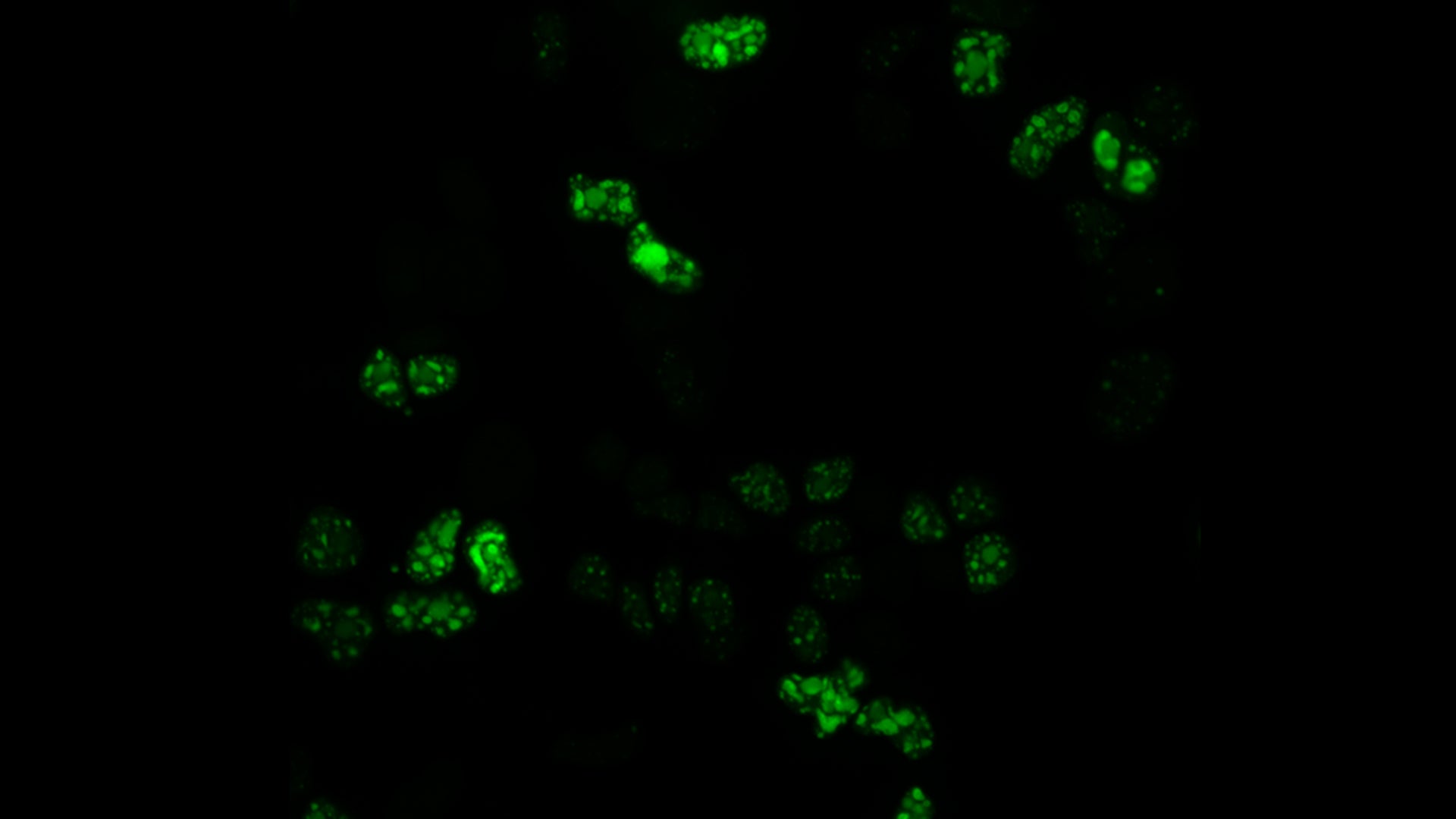 image of DDX23 enzyme