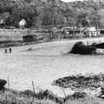 image of Barbara McClintock's cornfield behind Carnegie Library