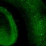 image of a somatosensory cortex cross-section from a mouse