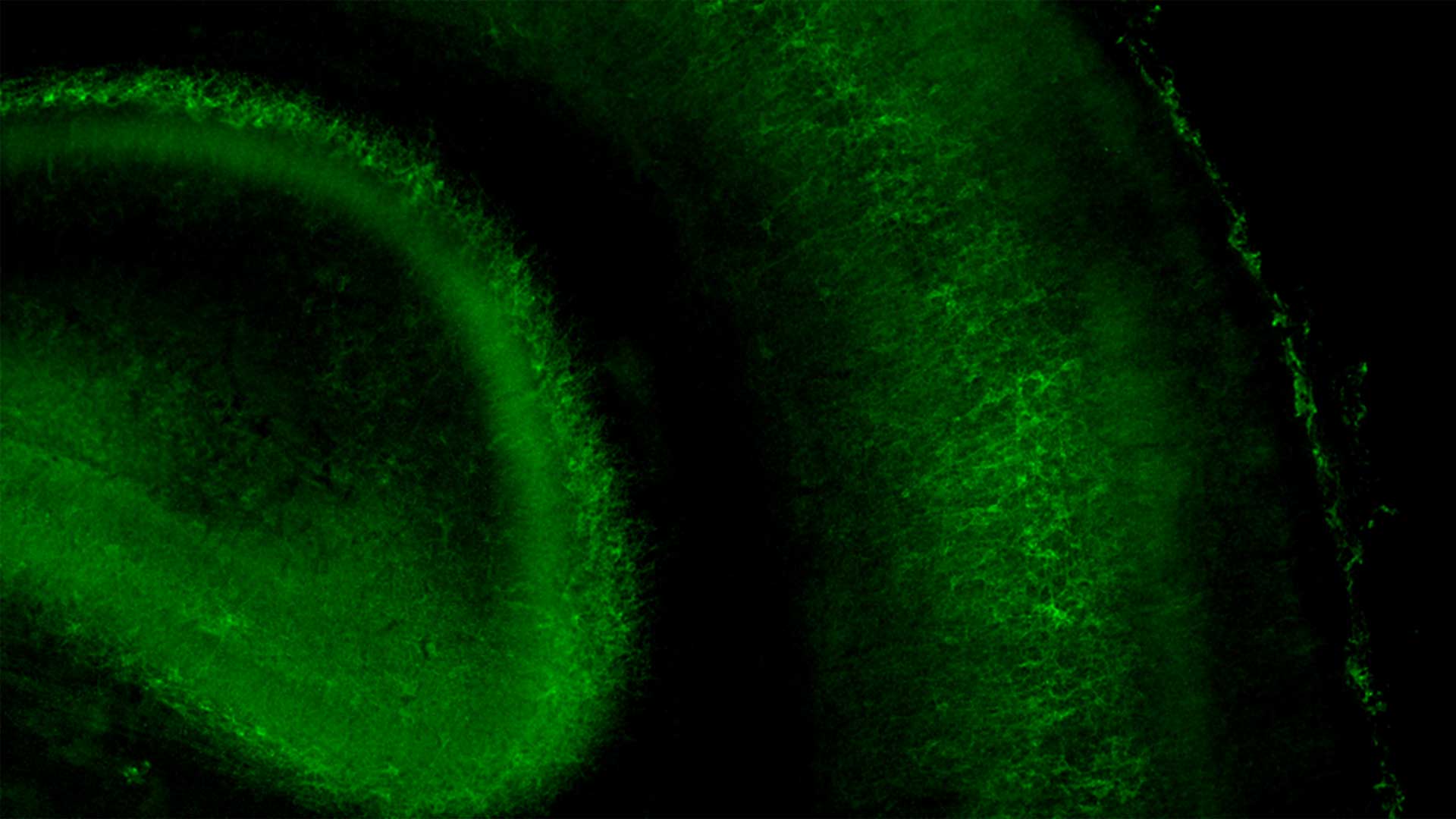 image of a somatosensory cortex cross-section from a mouse