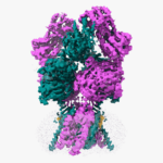 an image of the NMDAR protein