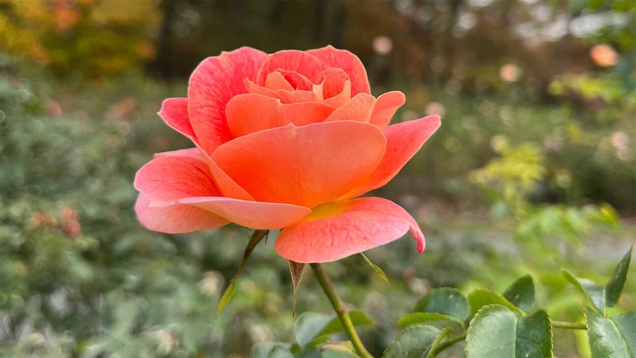 Photo of a rose at the New York Botanical Garden