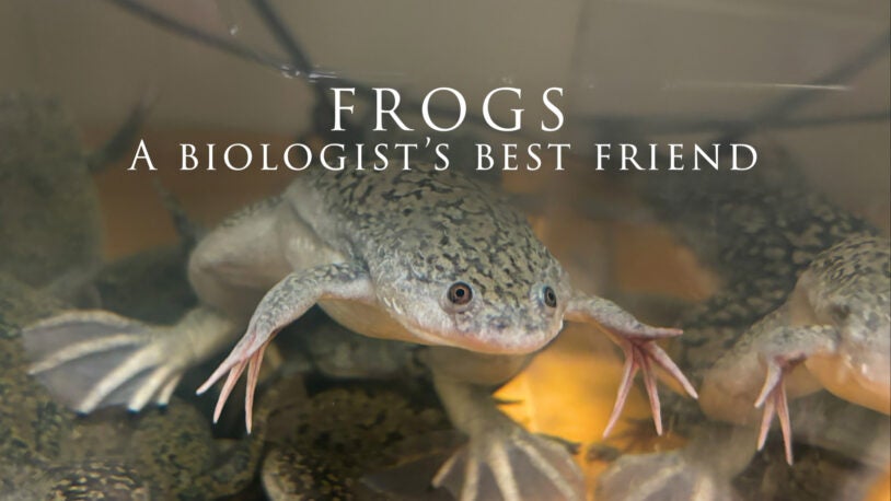 Frogs: A biologist’s best friend