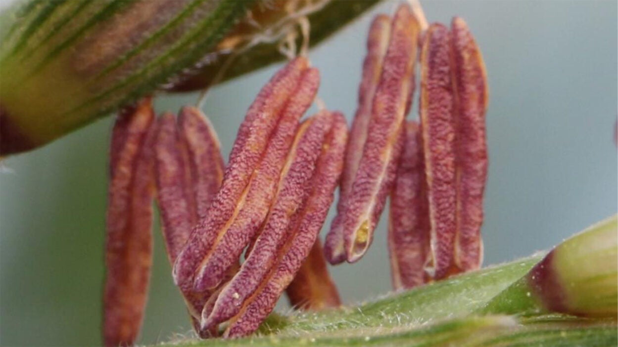 image of the pollen-producing part of the maize-teosinte hybrid