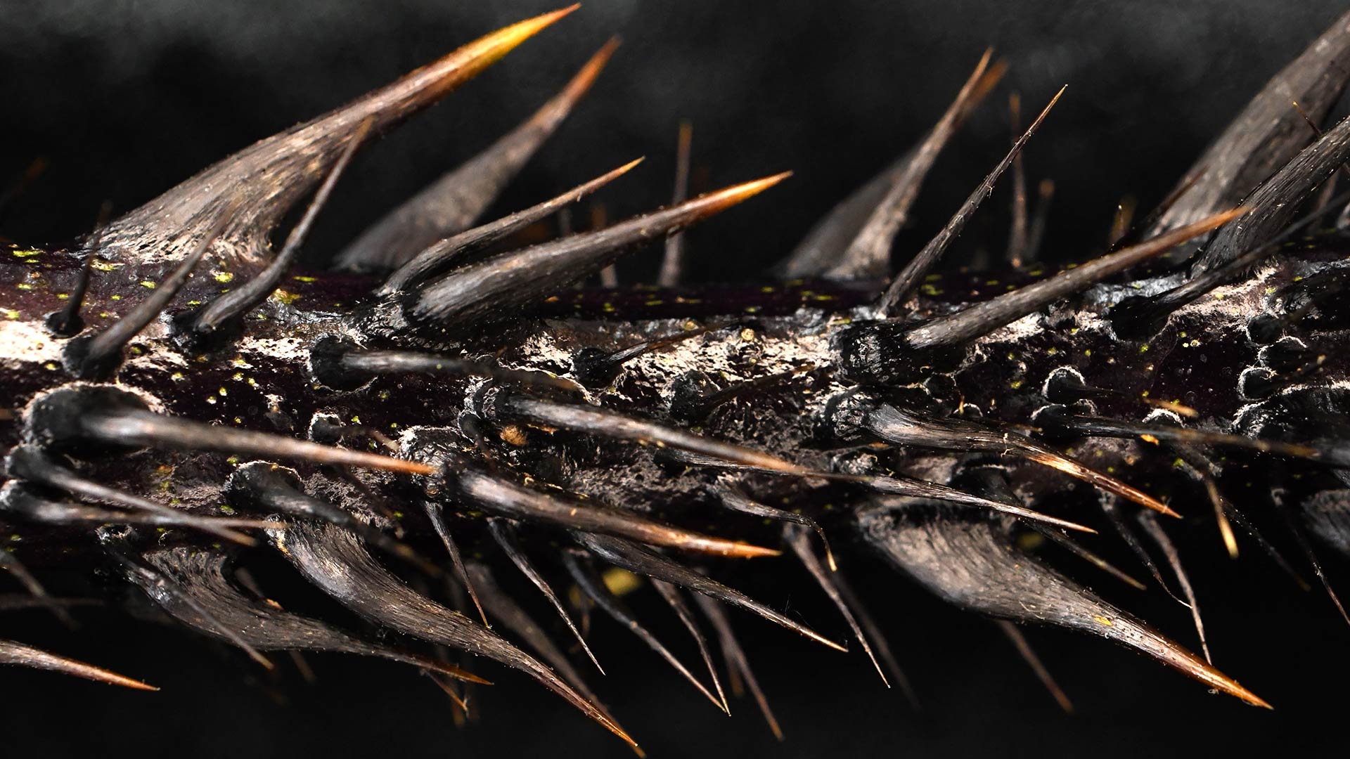 detail image of the solanum atropurpureum
