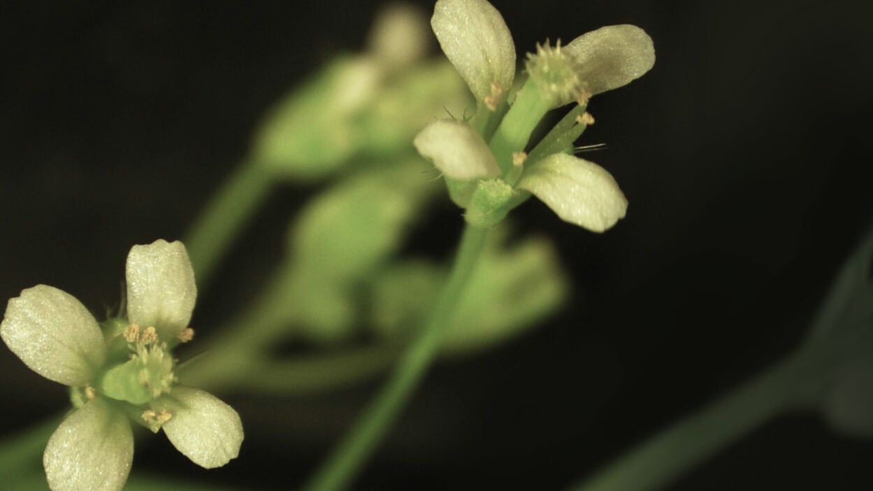 photo of Arabidopsis