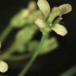 photo of Arabidopsis