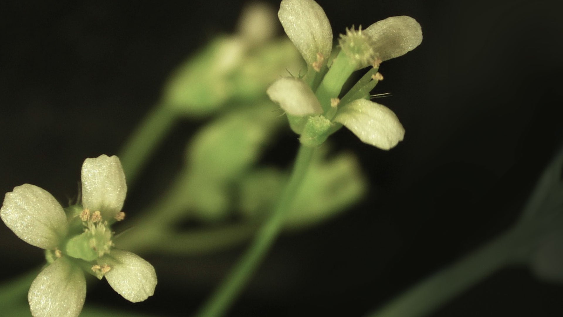 photo of Arabidopsis