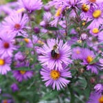 photo of New England Asters