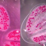image of Arabidopsis pollen