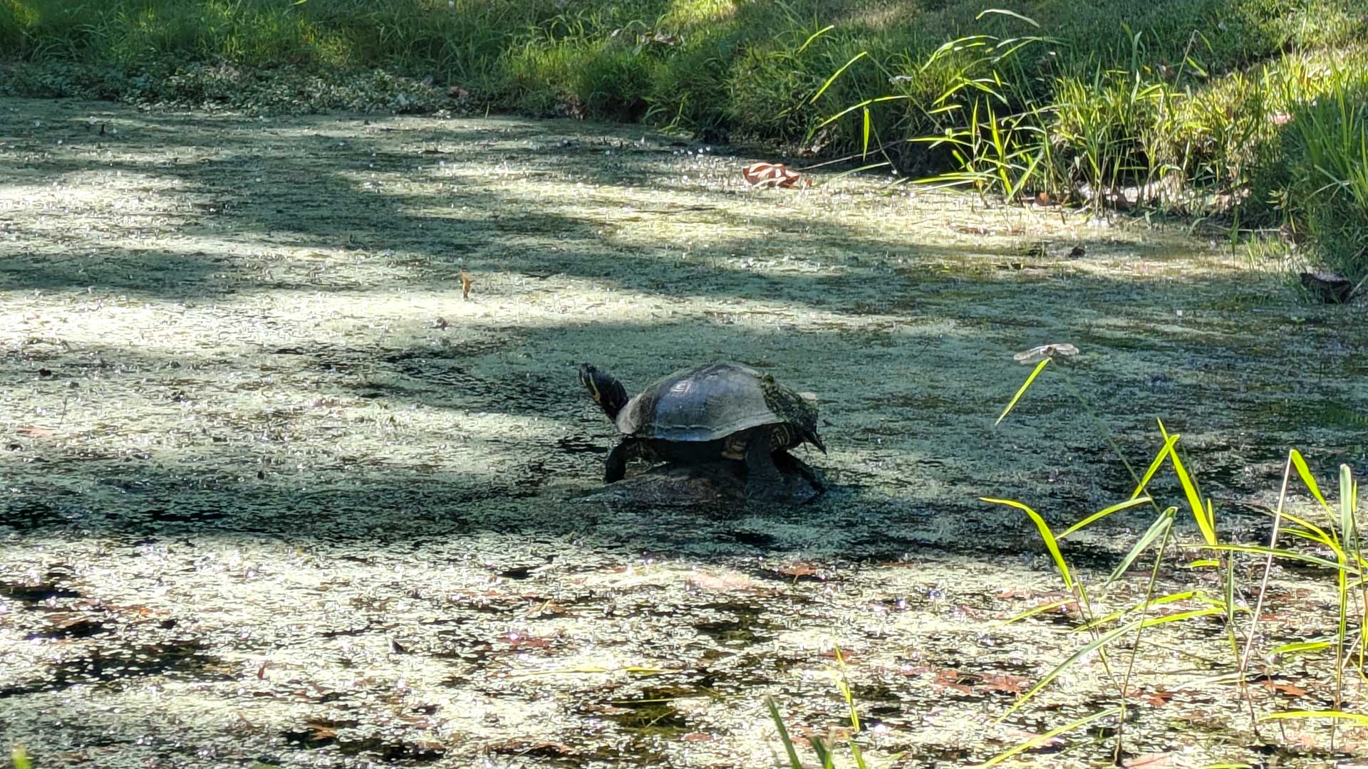 photo of Eastern Painted Turtle