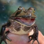 photo of a North American Bullfrog