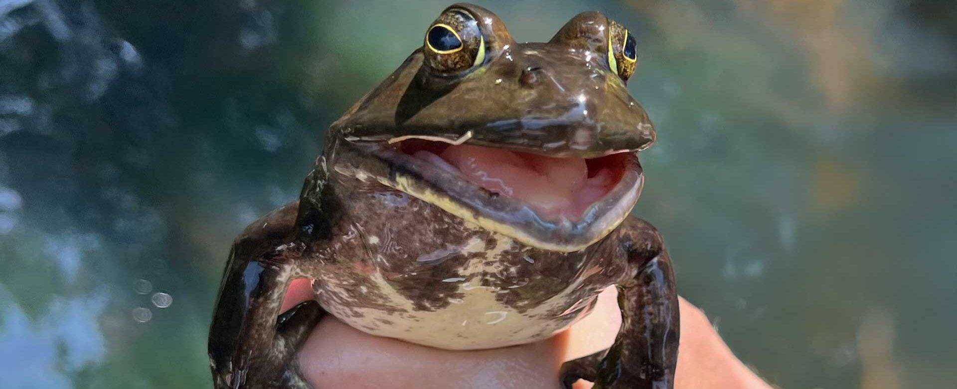photo of a North American Bullfrog