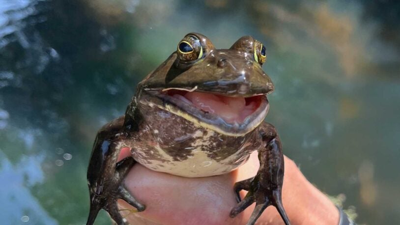photo of a North American Bullfrog