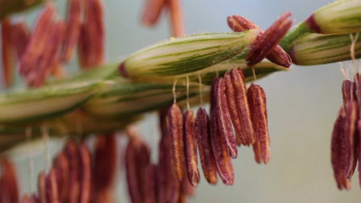 photo of corn
