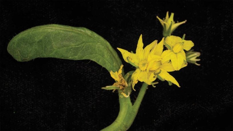 photo of mutated tomato plant