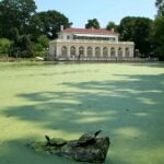 image of a pond with duckweed, Prospect Park, Brooklyn, NY