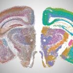 Colorful, dotted maps of two brain cross-sections displayed side by side on a light gradient background.