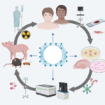 A circular diagram showing stages of biomedical research: human patients, medical equipment, blood sample, cell cultures, tissue samples, lab machines, animals, medication, and a central network representing data integration.
