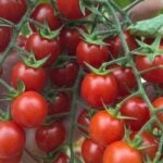 A close-up of a hand holding several clusters of ripe red cherry tomatoes still attached to green stems, with leafy green foliage in the background.