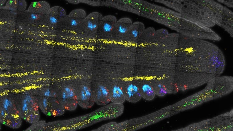 Microscopic view of a cell structure with blue, yellow, red, and green fluorescent markers.