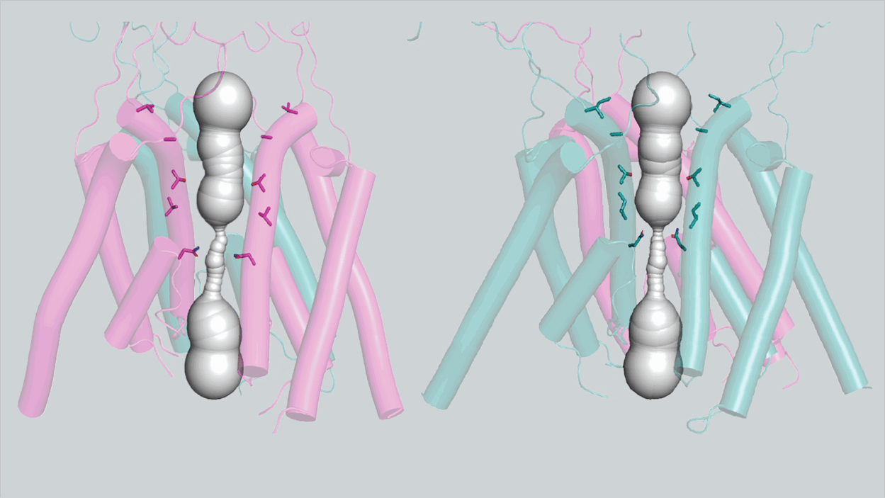 Image of NMDA receptors in different positions