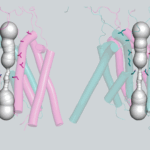 Image of NMDA receptors in different positions