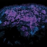 Fluorescent microscopy image showing clusters of blue and purple cells on a black background.