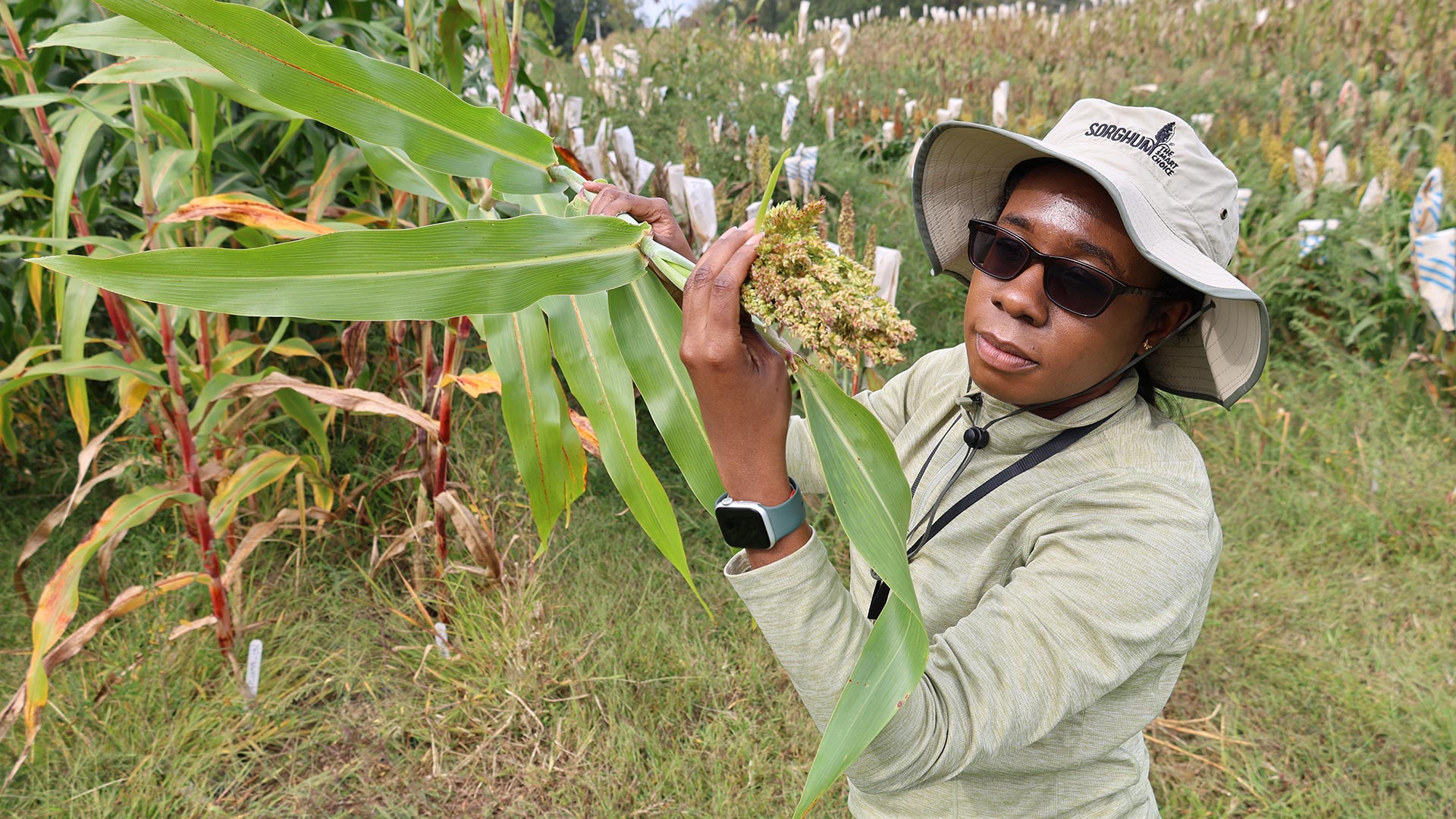 Janeen Braynen wearing a hat and sunglasses examines a sorghum plant in a field on a sunny day.