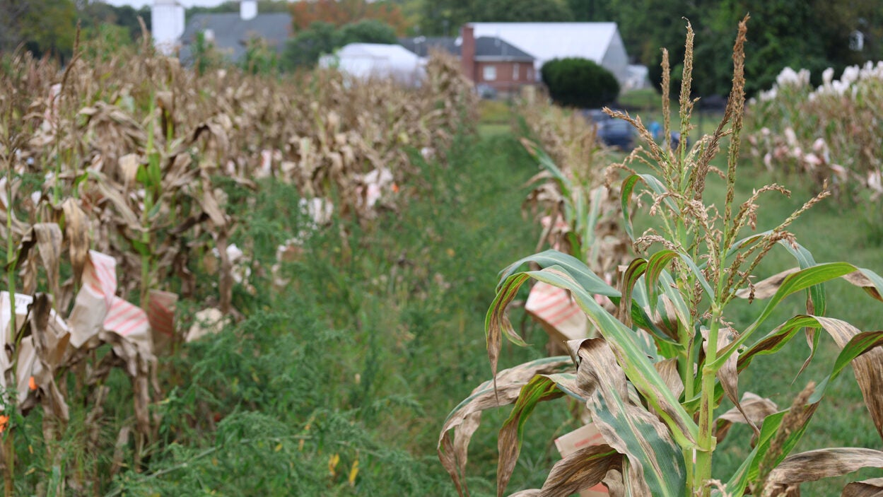 Rows of corn plants in a field with some dried leaves, and buildings visible in the background.